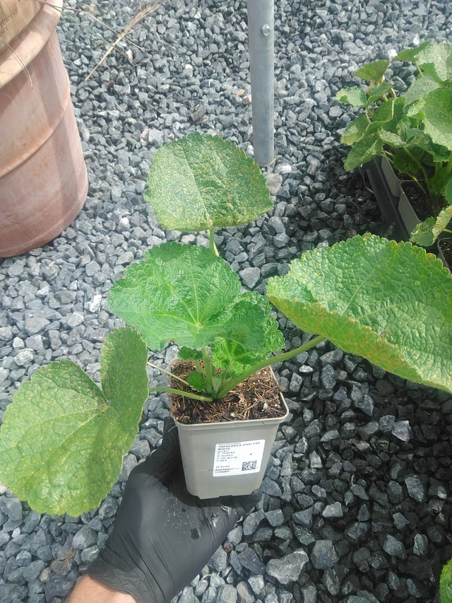 Malva Chaters White - 10. 9. 2025