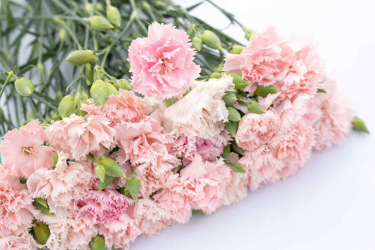 Karafiát Chabaud La France, Loukykvět