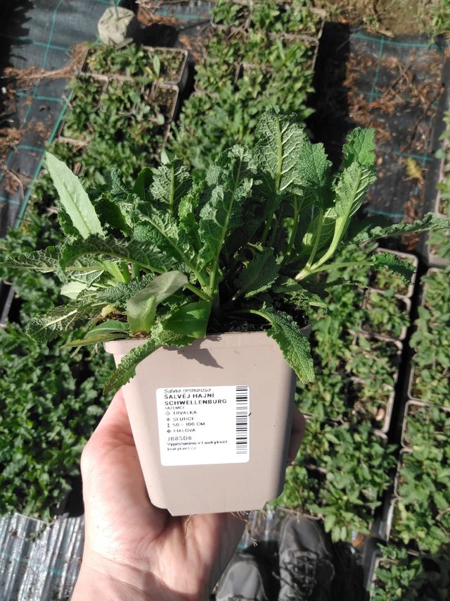 Šalvěj hajní Schwellenburg - 2024