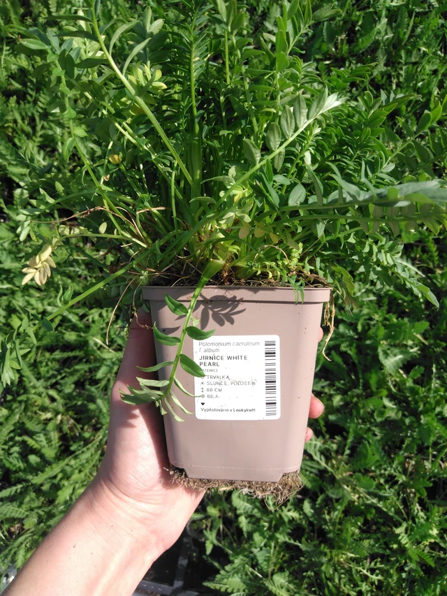 Astrantia White Pearl - 2024