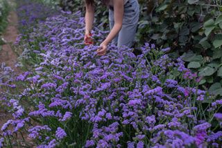 Statice QIS Lavender, Loukykvět