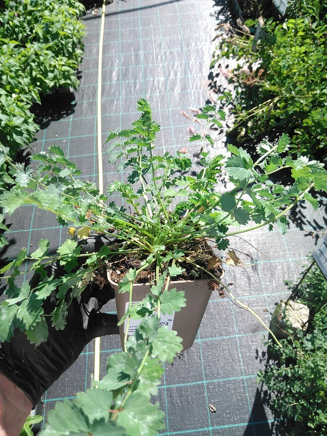 Pikkuruoho  - 19. 8. 2025