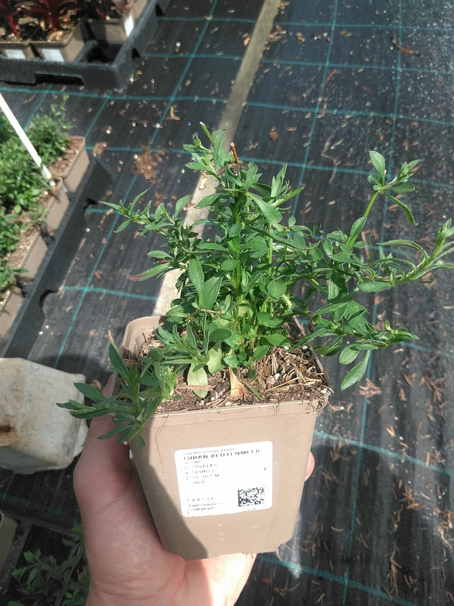 Fleabane Blütenmeer - 24. 6. 2025