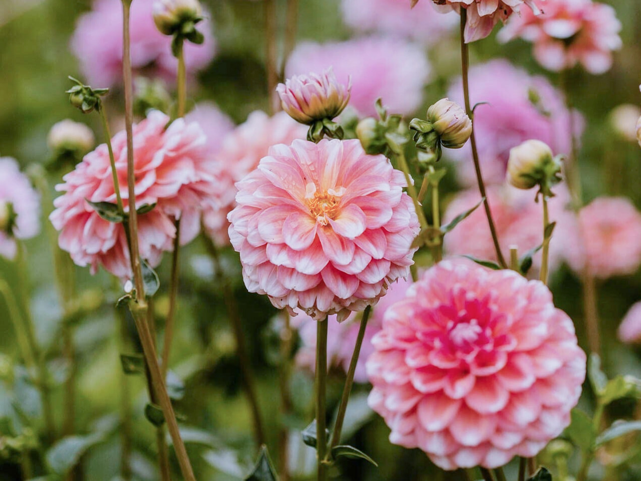 Daalia Trustfull, Loukykvět