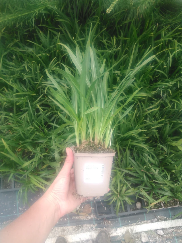 Ruusukaunokki Kobold Strain - 2024