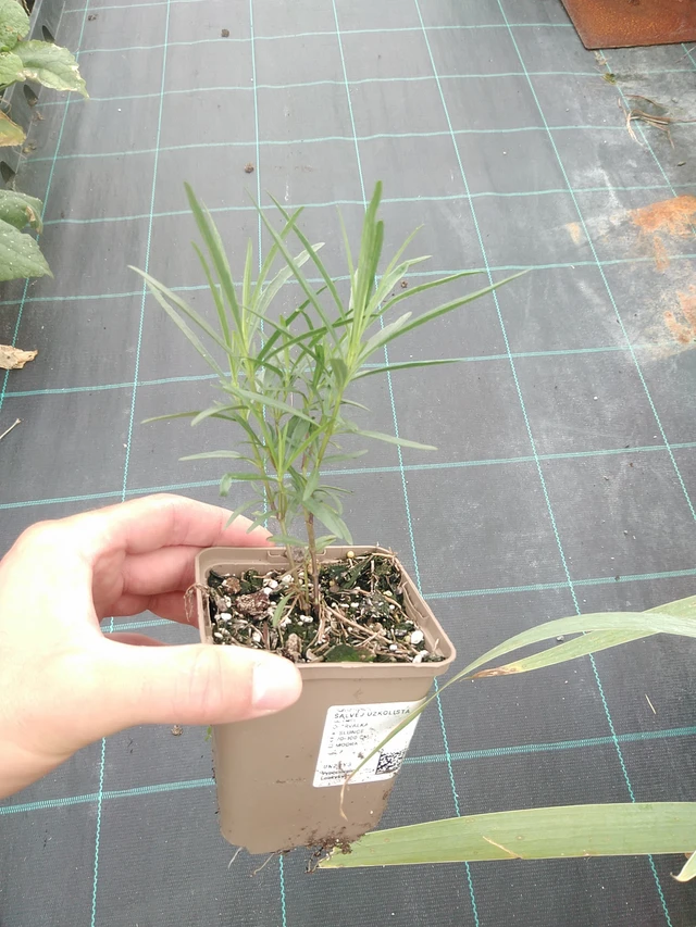 Kapealehtisalvia - 21. 7. 2025