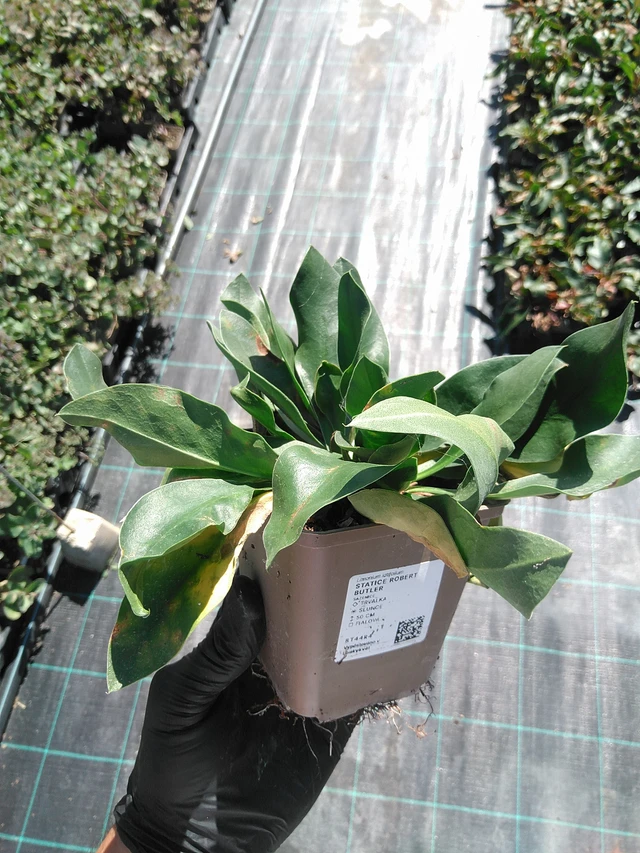 Statice Robert Butler - 19. 8. 2025