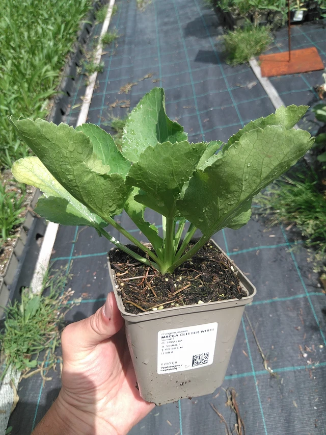 Sinipiikkiputki Glitter White - 24. 6. 2025