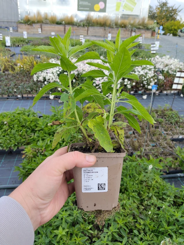 Verónica Schneeriesin - 9. 10. 2025