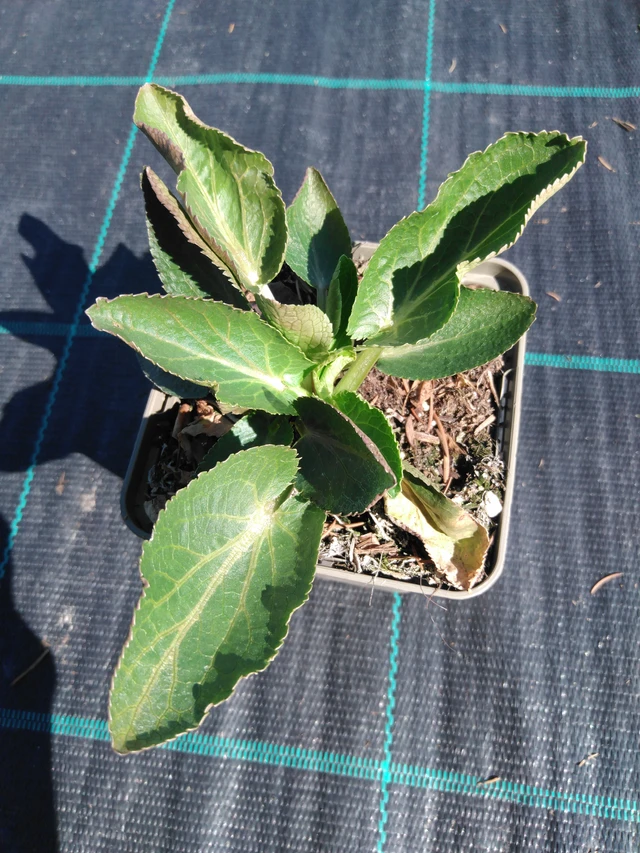 Panicaut plan - 3. 4. 2025