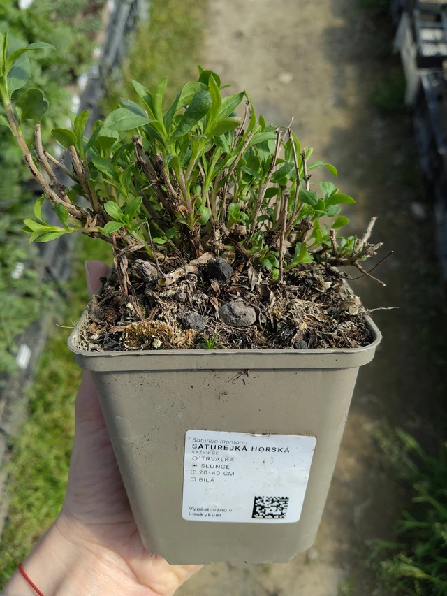 Saturejka horská - 27. 3. 2026