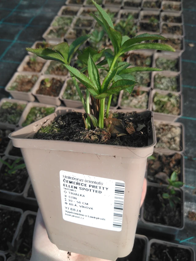 Eléboro Pretty Ellen Spotted - 3. 4. 2025