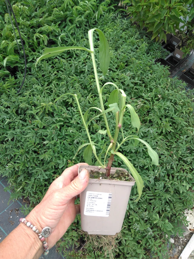 Sneezeweed Fatamorgana - 2024