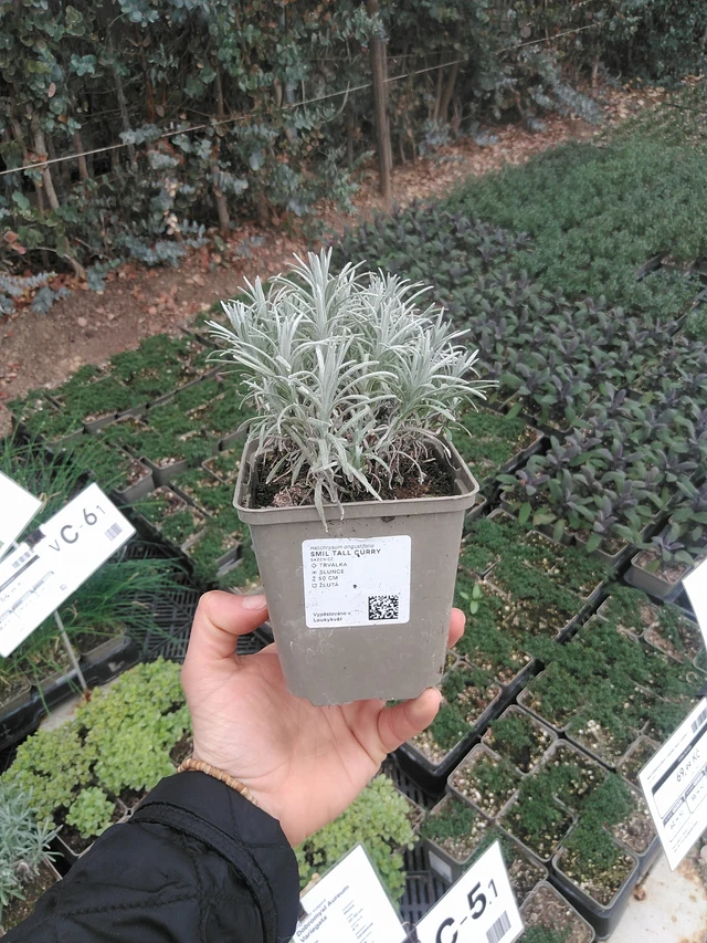 Smil Tall Curry - 20. 4. 2026