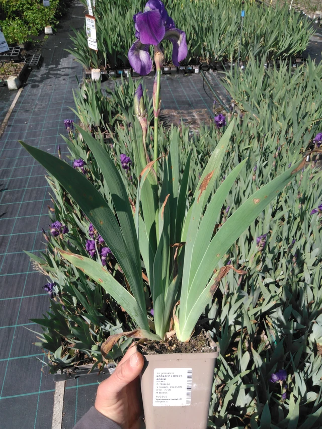 Kosatec Lovely Again - 13. 5. 2025