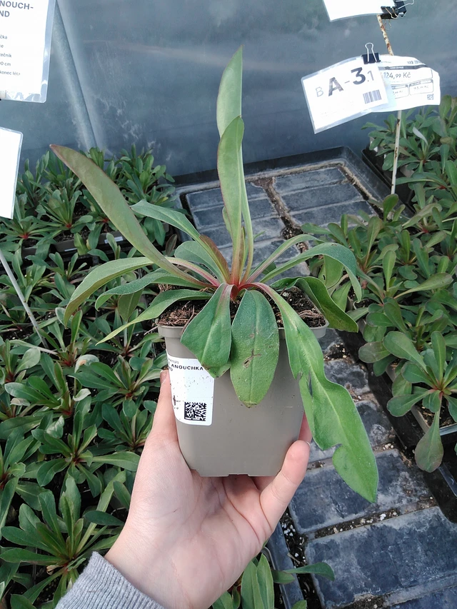 Statice Anouchka Diamond - 15. 5. 2025