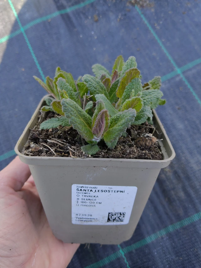 Šanta lesostepní - 27. 3. 2026