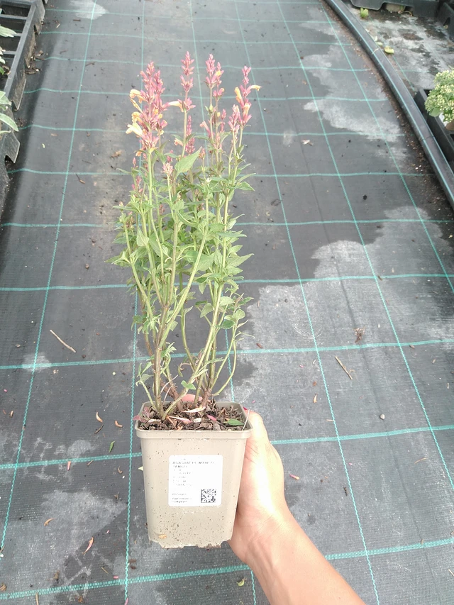 Iisoppi Mango Tango - 10. 9. 2025