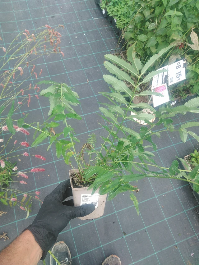 Veriheinä Purple Tails - 10. 9. 2025