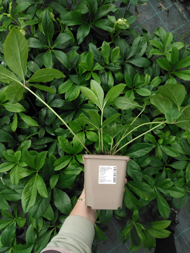 Hellebore Double Ellen White Spotted - 2024