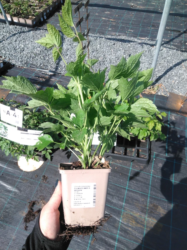 Clematis Mrs R. Brydon - 13. 5. 2025