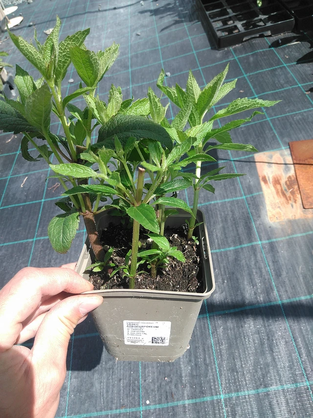 Maitohorsma Atropurpureum - 24. 6. 2025