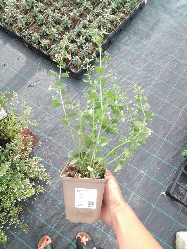 Myskimalva Menthe - 10. 9. 2025