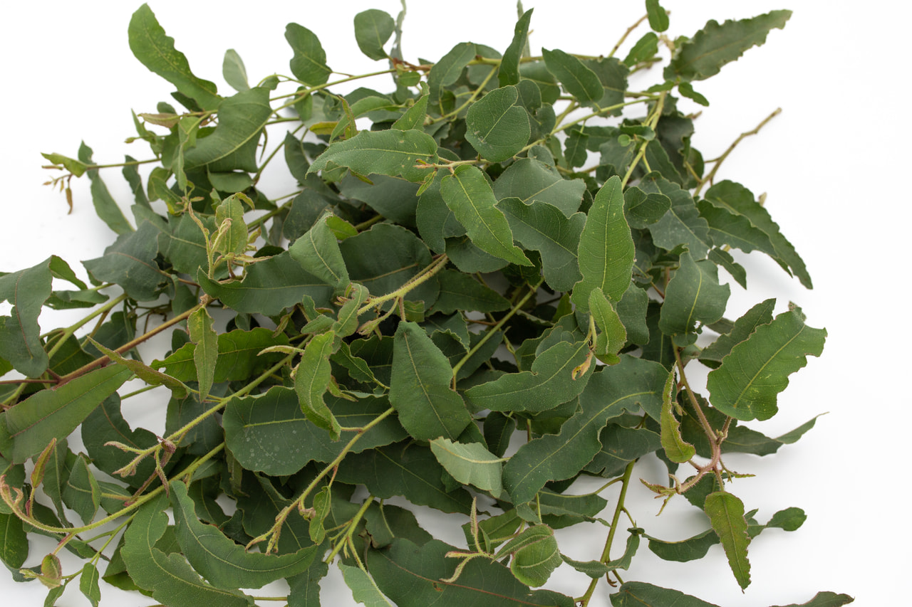 Eukalyptus citrónový, Loukykvět