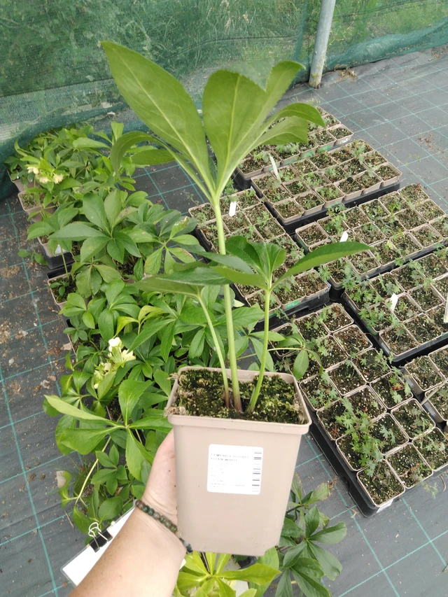 Čemeřice Double Ellen White - 2024