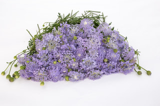 Didiscus Lavender Blue, Loukykvět