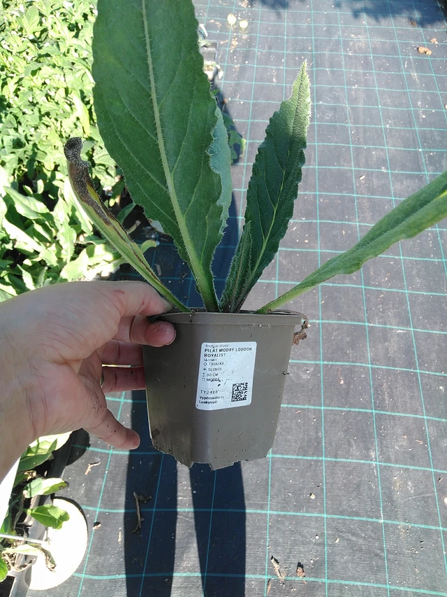 Sinipilvikkä - 19. 8. 2025