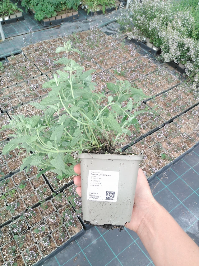 Šanta zkřížená  - 10. 9. 2025