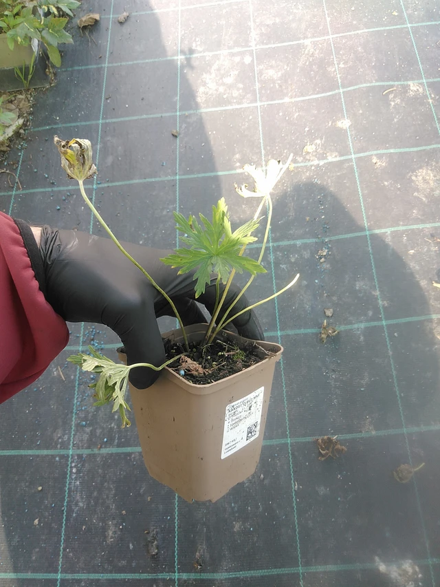 Kurjenpolvi Cloud Nine - 13. 10. 2025