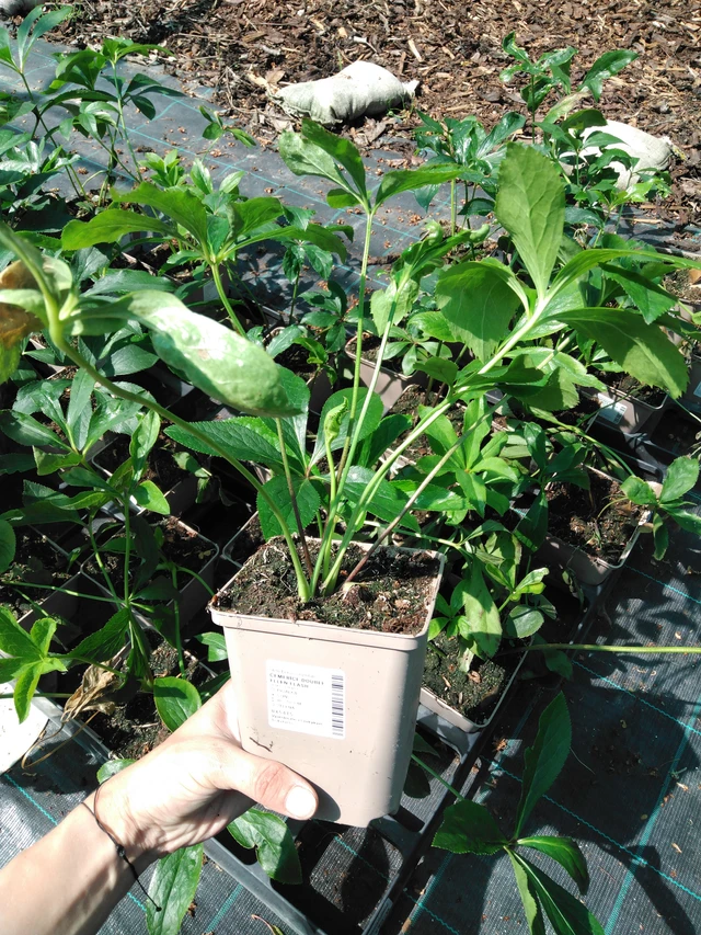 Julros Double Ellen Flash - 2024