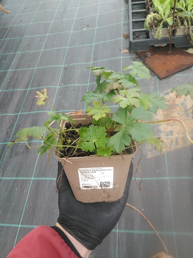 Kurjenpolvi Lohfelden - 13. 10. 2025