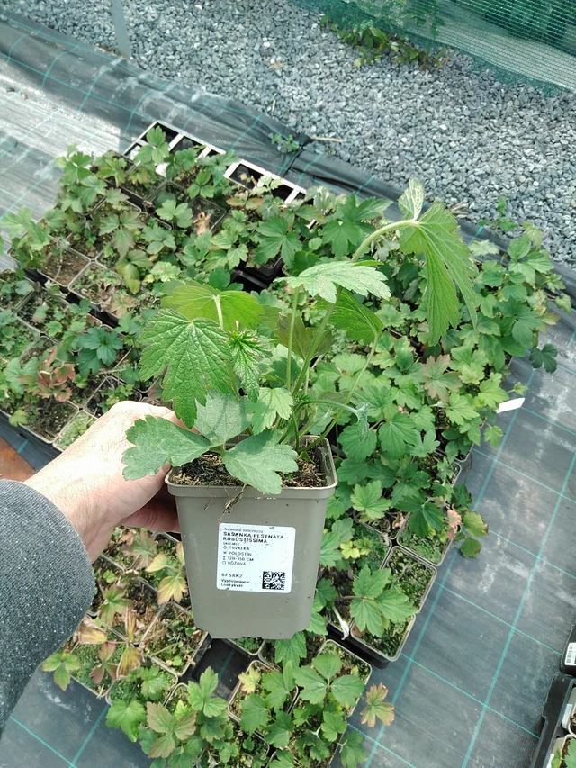 Sasanka plstnatá Robustissima - 9. 6. 2025