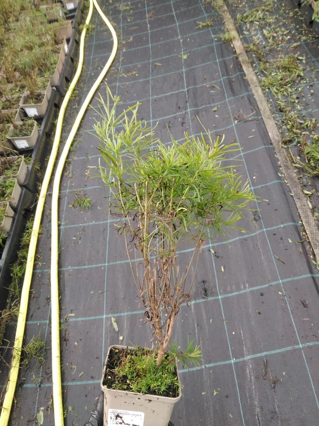 Tickseed Zagreb - 23. 10. 2025