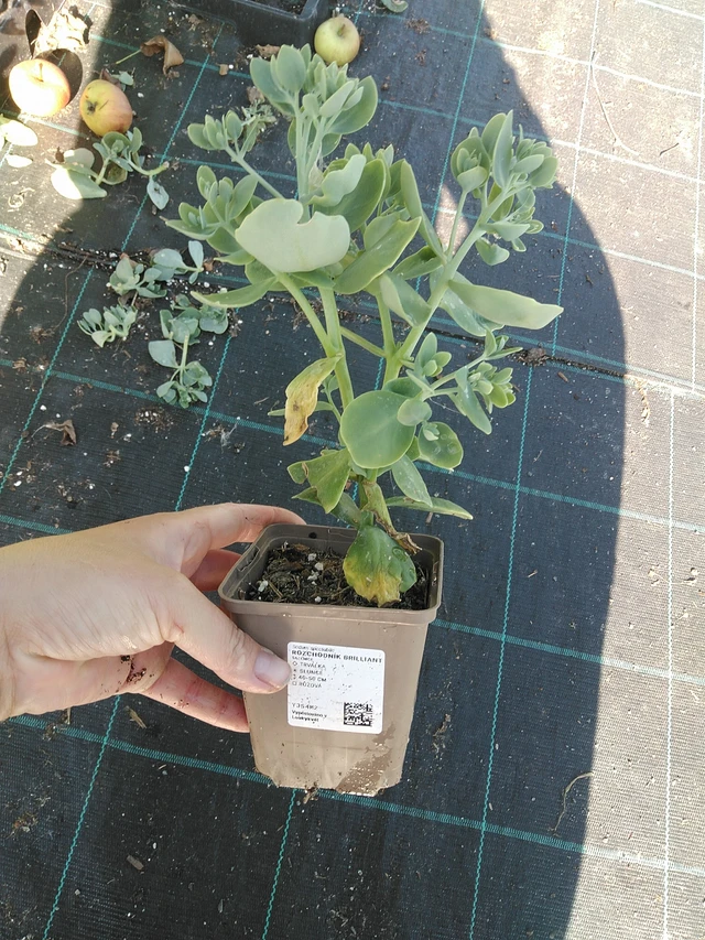 Rozchodník Brilliant - 19. 8. 2025