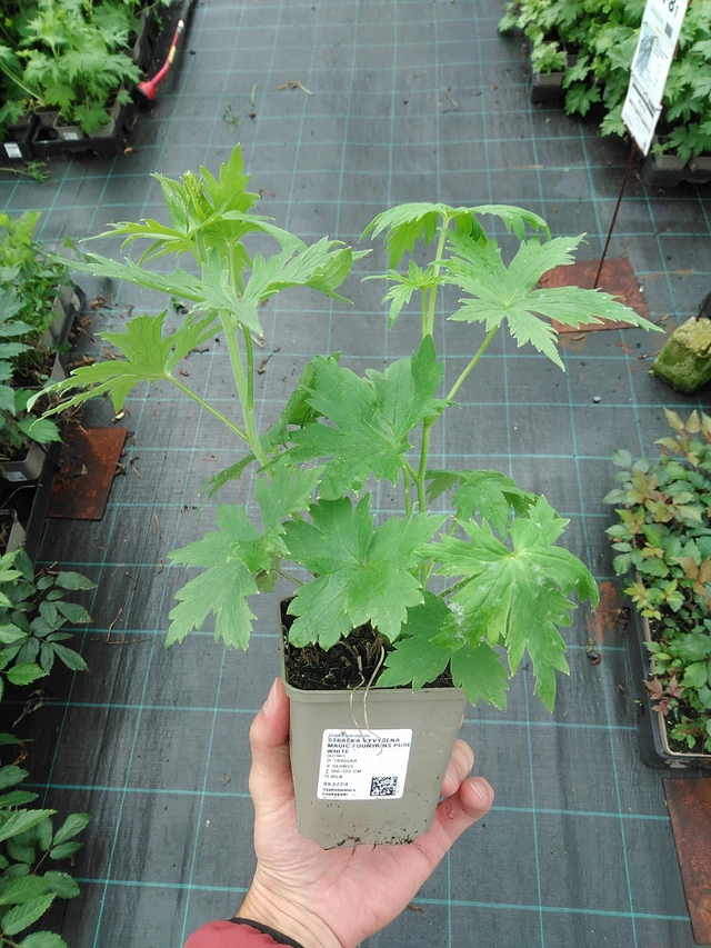 Espuela de caballero Magic Fountains Pure White - 30. 7. 2025