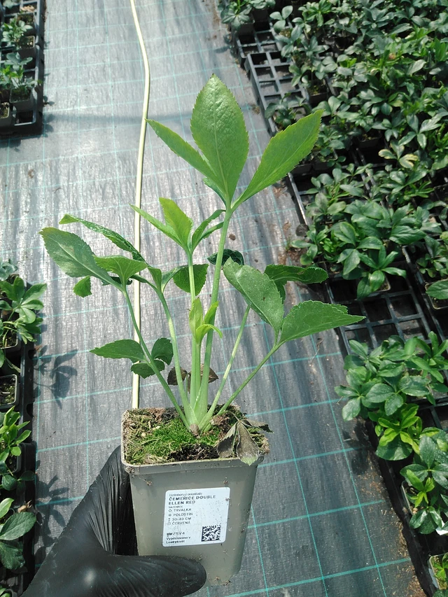 Hunyor Double Ellen Red - 19. 8. 2025