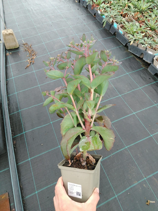 Maksaruoho Matrona - 28. 7. 2025