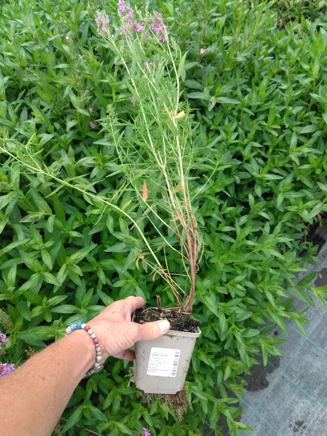 Rantakukka Blush - 2024