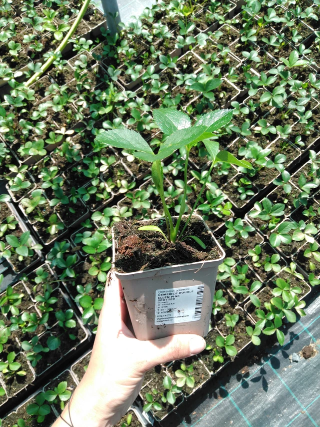 Eléboro Double Ellen Pink Spotted - 2024