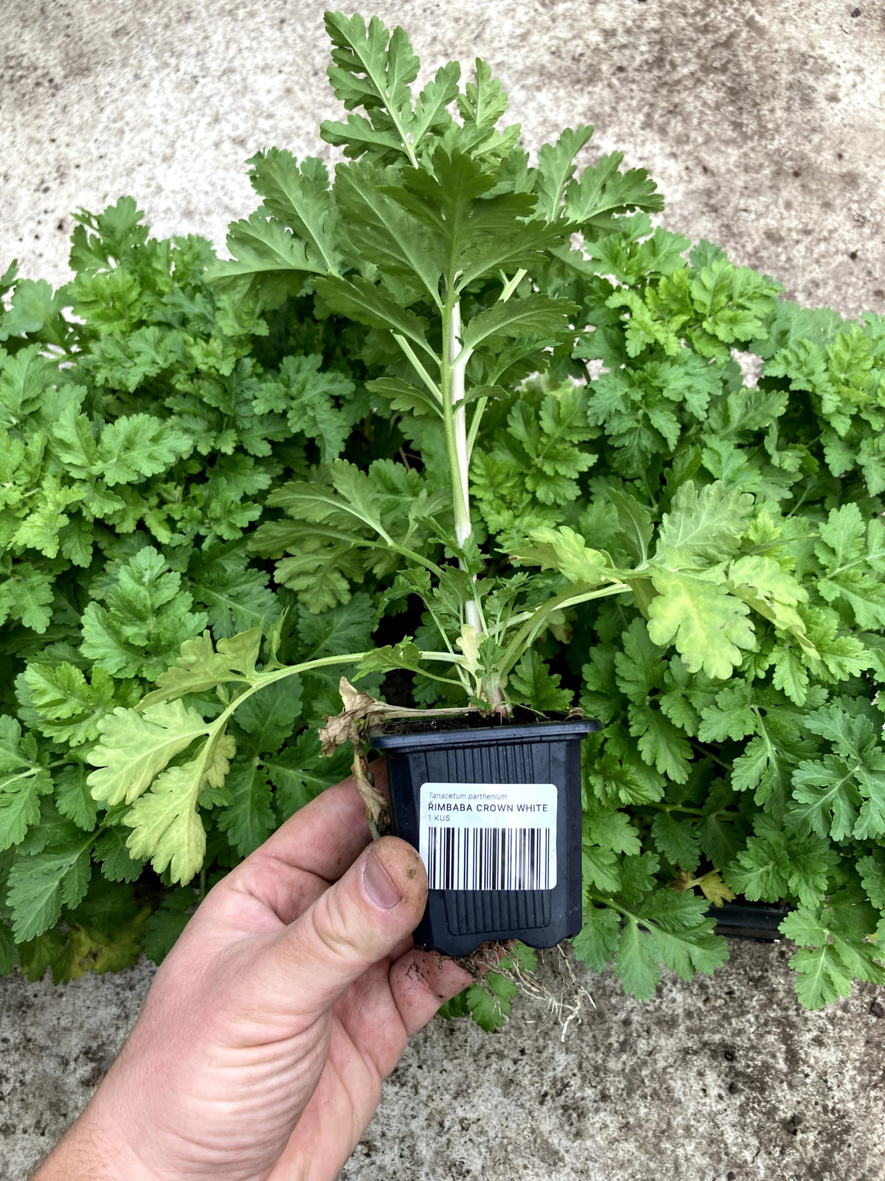 Řimbaba Crown White, Loukykvět