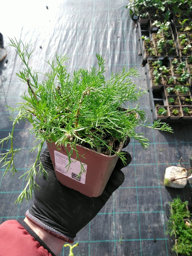 Rmenec sličný  - 31. 10. 2025