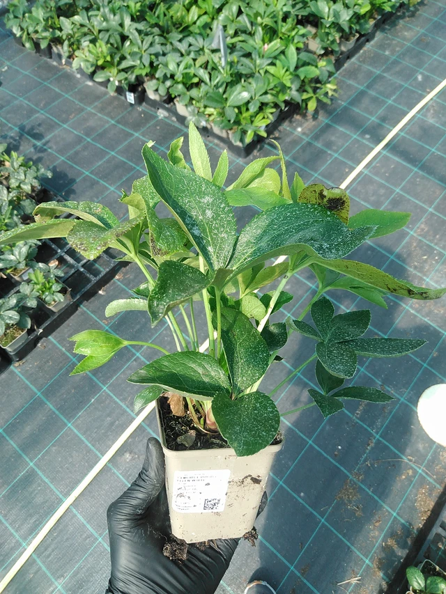 Čemeřice Double Ellen White - 19. 8. 2025