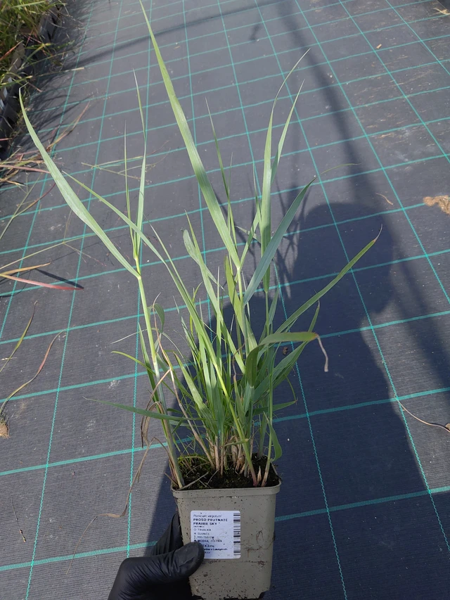 Proso prutnaté Prairie Sky - 11. 9. 2025