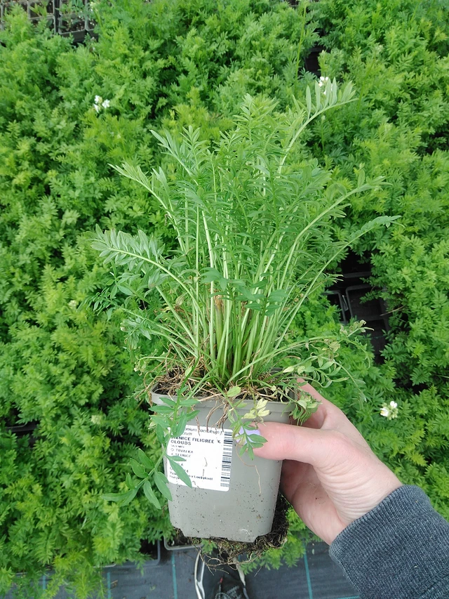Astrantia Filigree Clouds - 9. 6. 2025