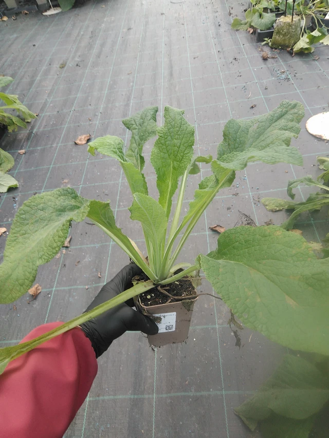 Dedalera Sutton’s Apricot - 13. 10. 2025