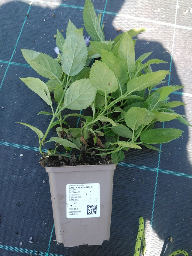 Šanta Washfield - 19. 8. 2025